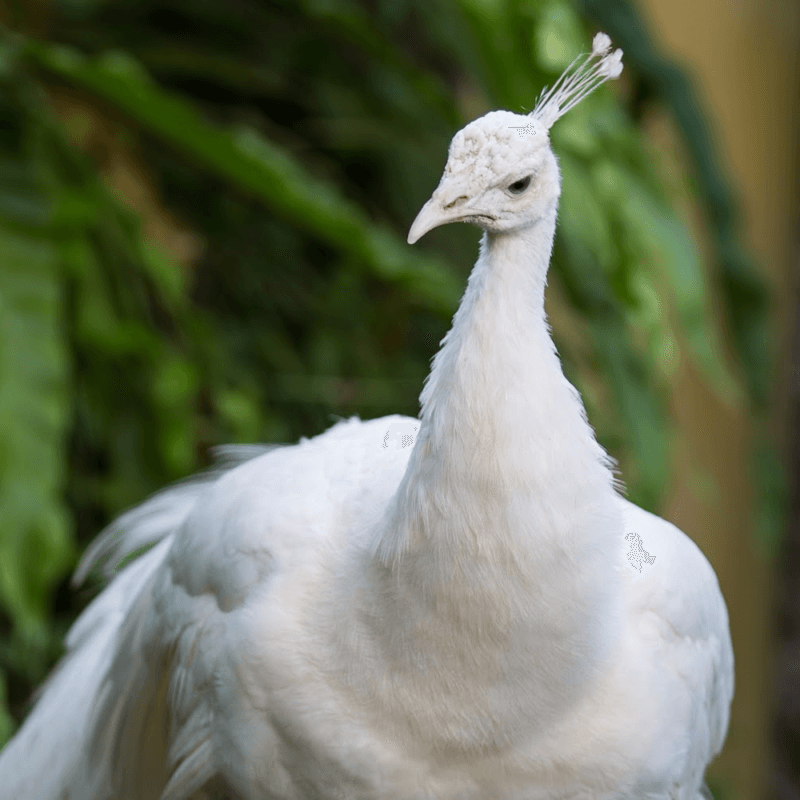 White Peafowl Juvenile Pair - Image 2