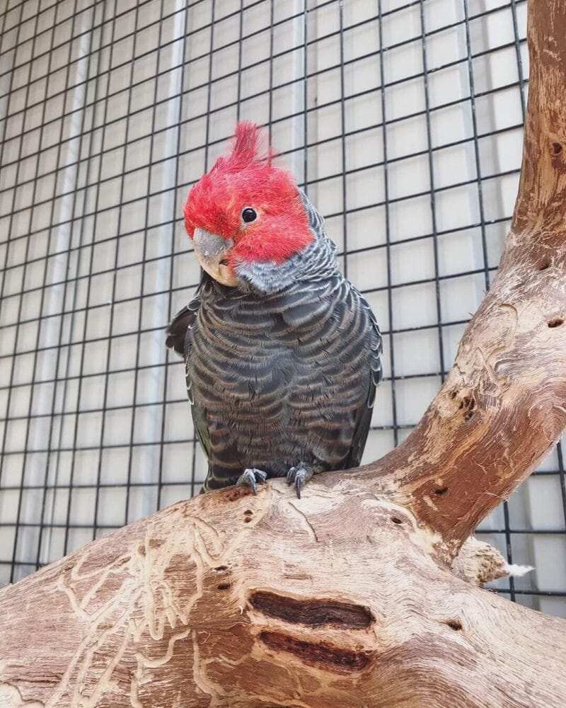 Gang Gang Cockatoo for Sale