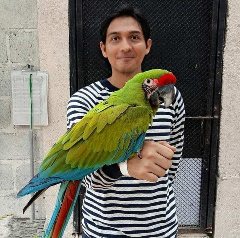 Green Wing Macaw For Sale