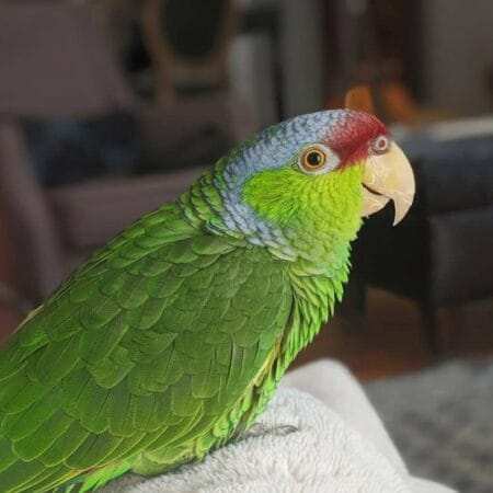 talking parrots for sale