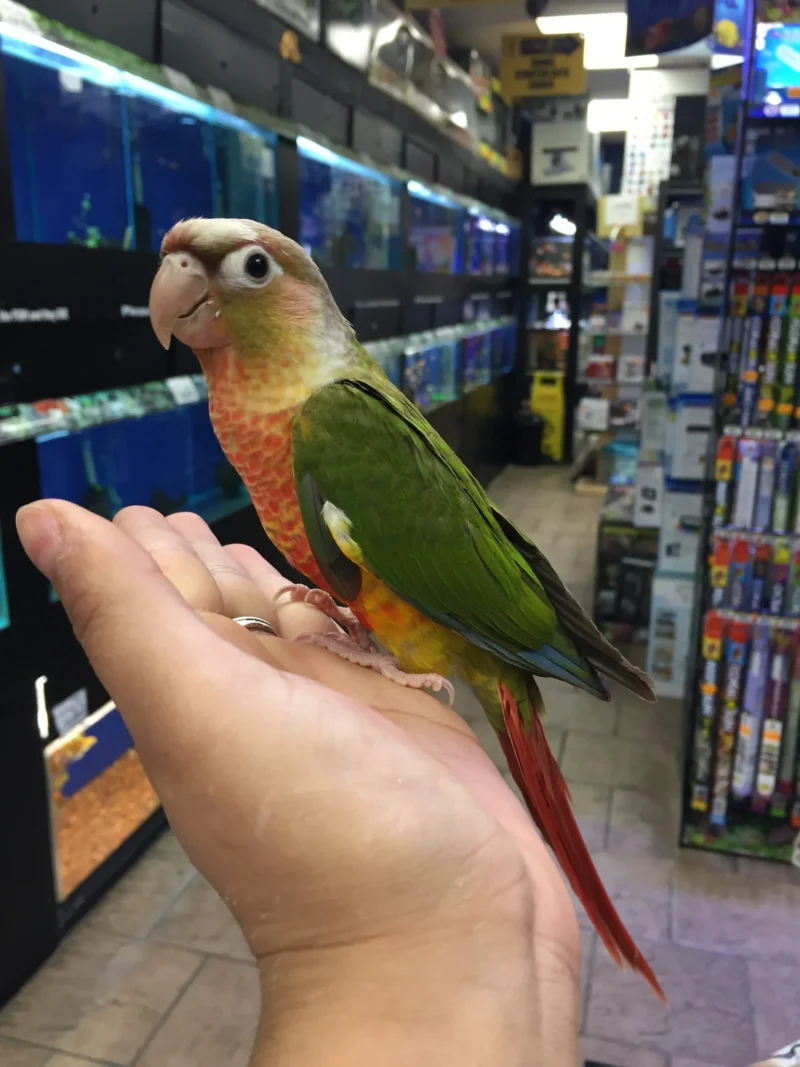 Green Cheek Conure For Sale