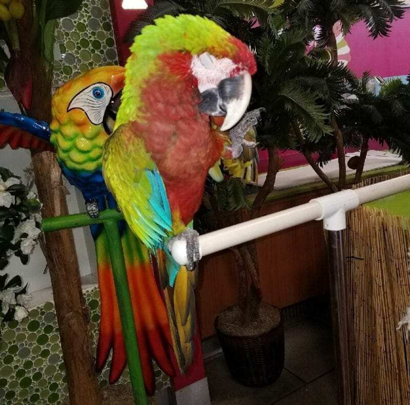 Calico Macaw For Sale