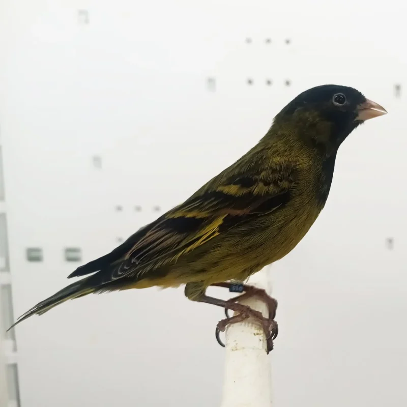 Canary x Black Siskin Hybrid