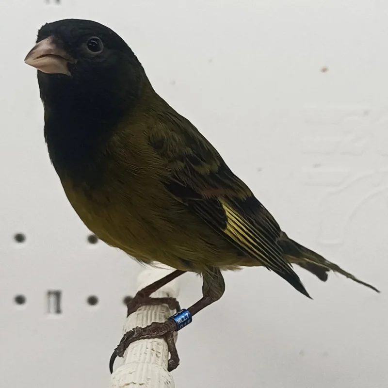 Canary x Black Siskin Hybrid - Image 3