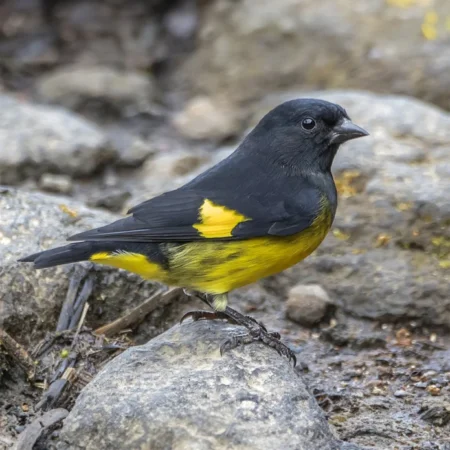 yellow-bellied siskin