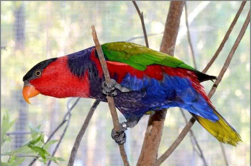 Affordable Lorikeet Price