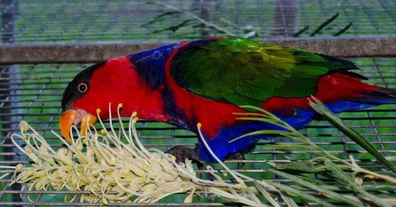 Affordable Lorikeet Price