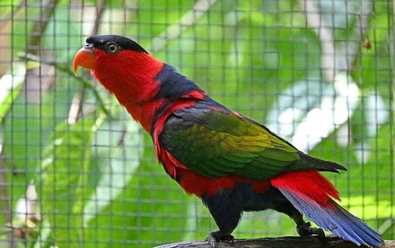 Affordable Lorikeet Price