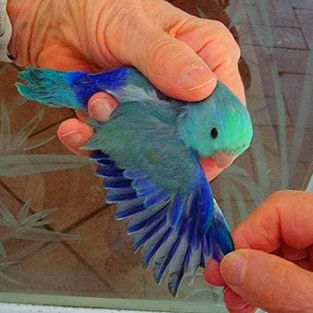 celestial parrotlet for sale