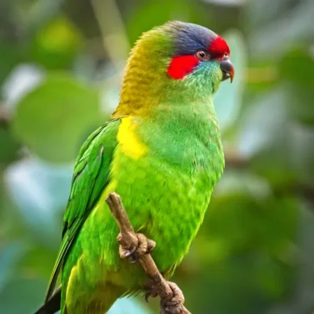 Musk Lorikeet for Sale