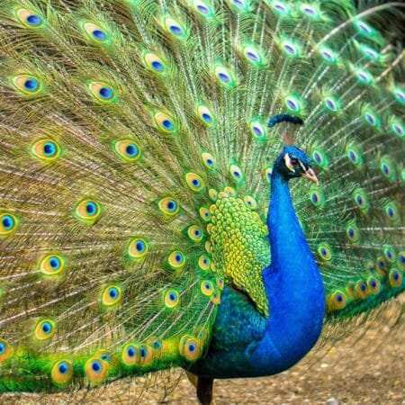 Real Peacock Feathers For Sale