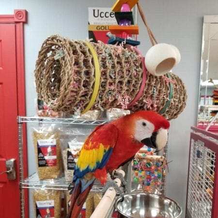 scarlet macaws for sale