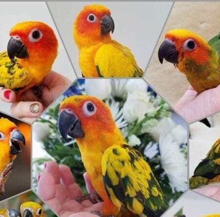 baby sun conure for sale