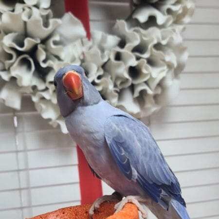 Indian Ringneck For Sale