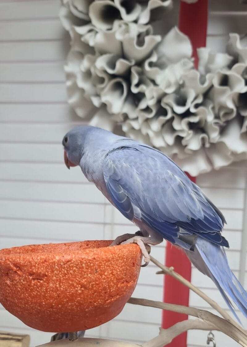 Indian Ringneck For Sale