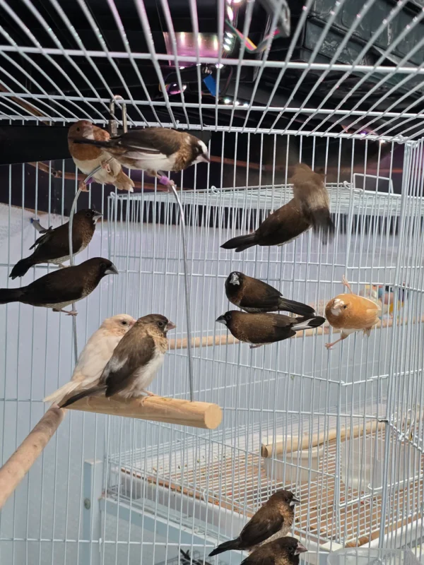 society finch for sale