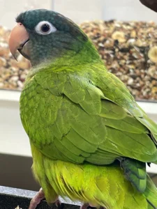 Blue Crown Conure For Sale