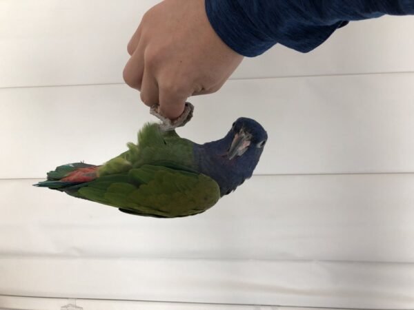blue headed pionus for sale