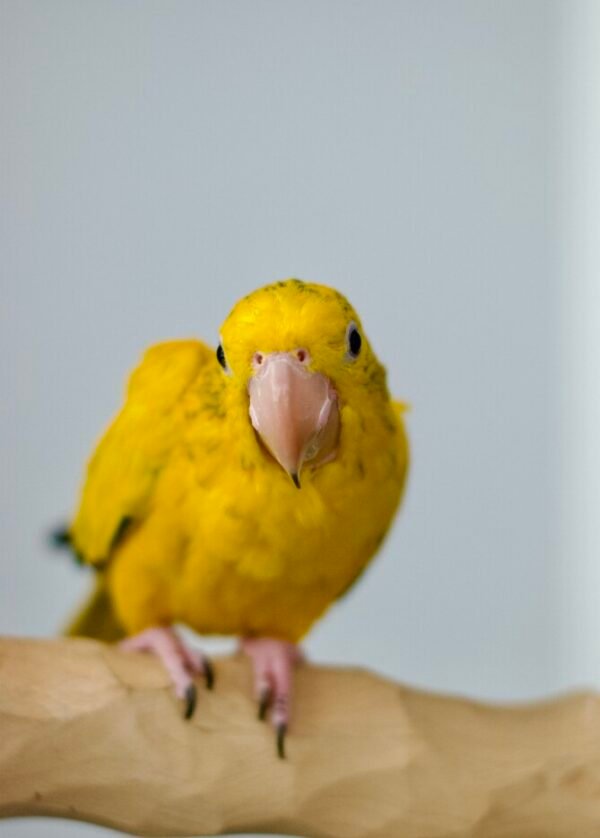 Golden Conure For Sale