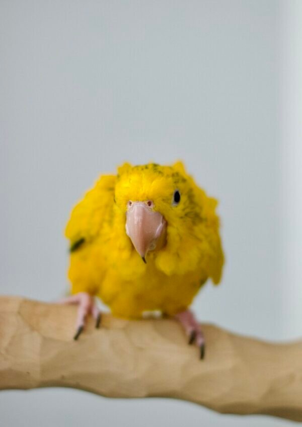 Golden Conure For Sale