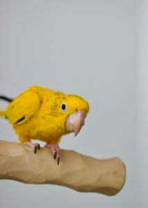 Golden Conure For Sale