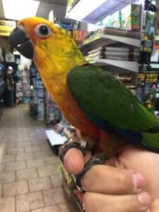 Conures For Sale Near Me