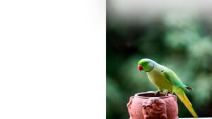 Eclectus parrots for sale