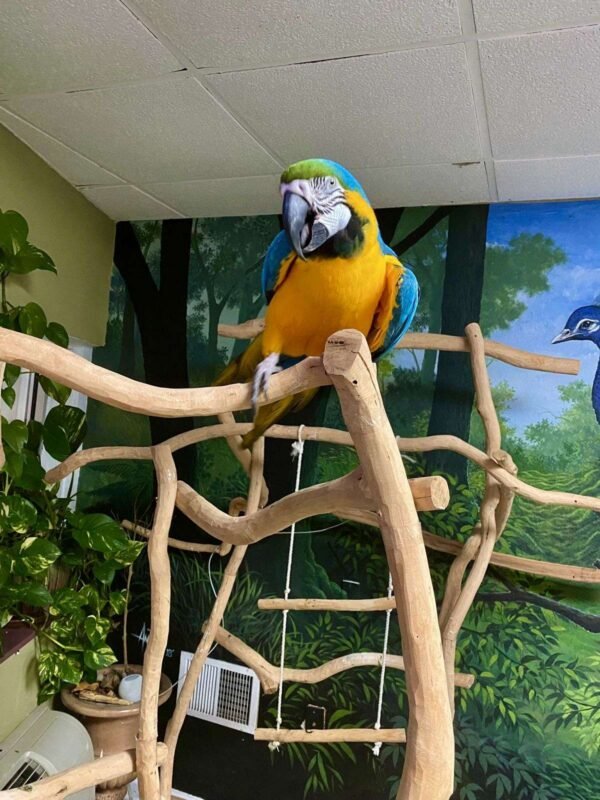 baby macaw for sale