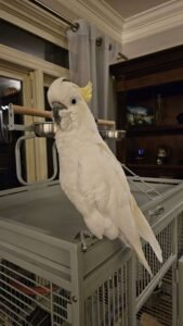 Sulphur-Crested Cockatoos For Sale