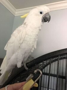 White Cockatoo For Sale