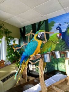 baby macaw for sale