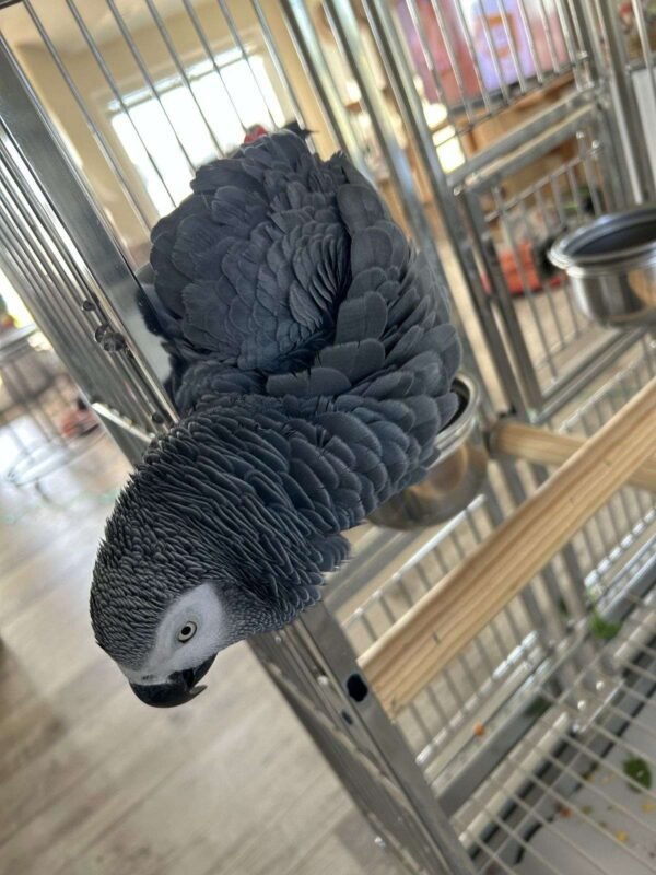 baby african grey parrot for sale