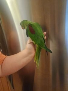 Parakeets For Sale Near Me
