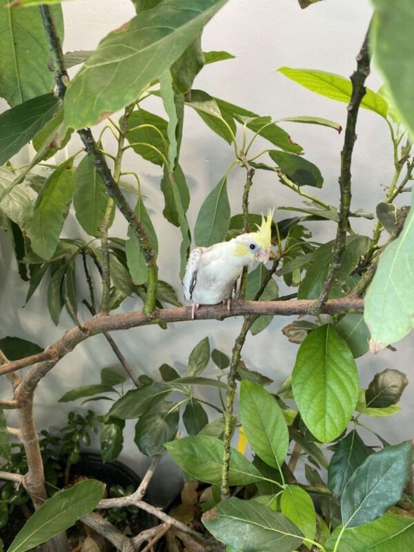 cockatiels for sale