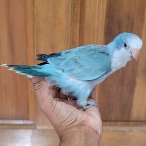 turquoise opaline quaker