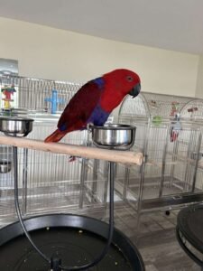 eclectus parrot for sale