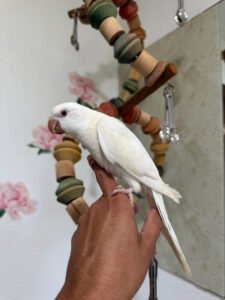 quaker parrots for sale near me