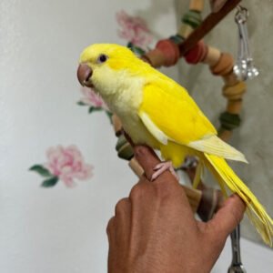 lutino quaker parrot for sale