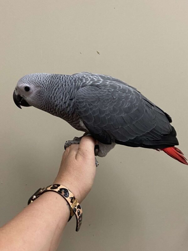 african grey parrot for sale