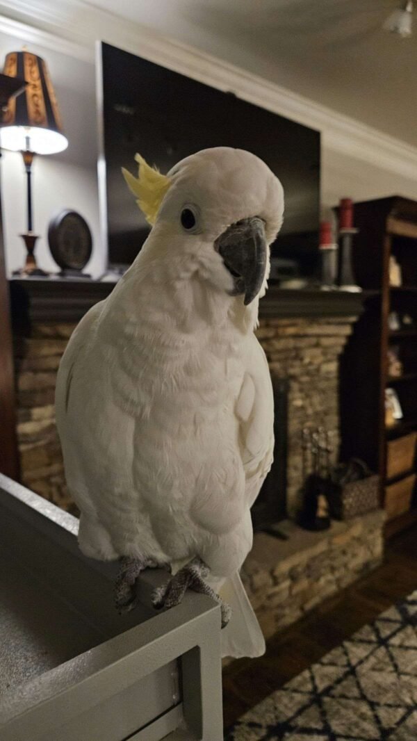 Sulphur-Crested Cockatoos For Sale