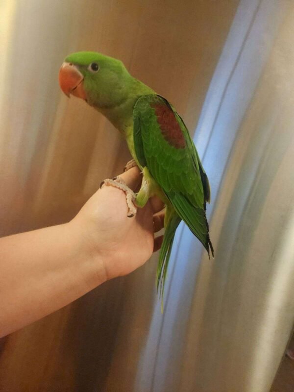 Parakeets For Sale Near Me