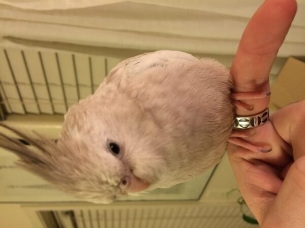 talking parrots for sale near me
