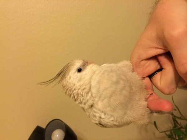 talking parrots for sale near me