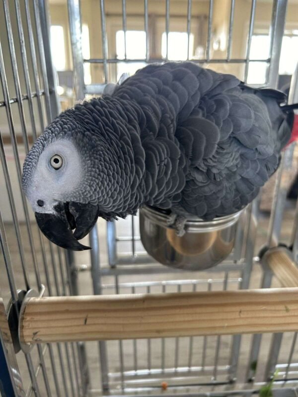 baby african grey parrot for sale