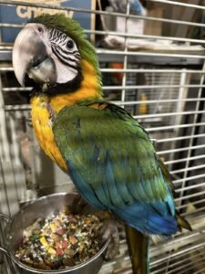 baby macaw for sale