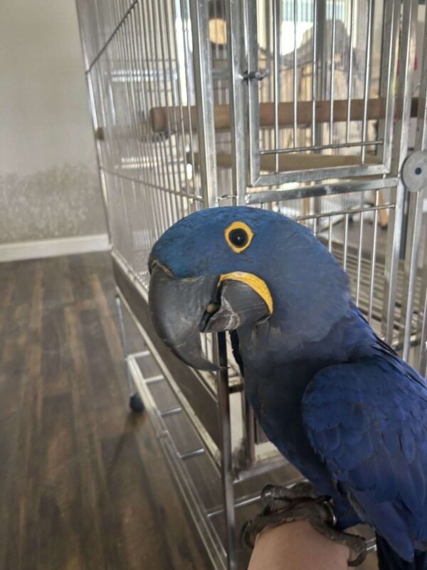 macaw parrot for sale