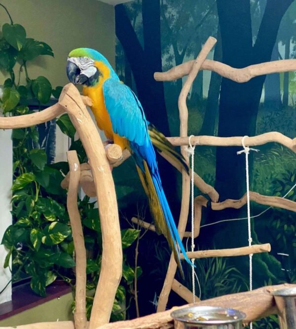 baby macaw for sale