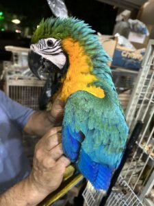 baby macaw for sale