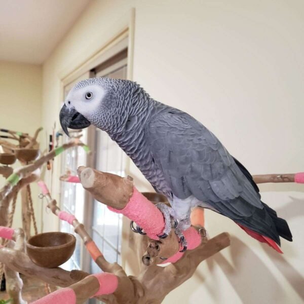 african parrot for sale