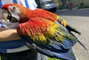 Macaws For Sale Near Me